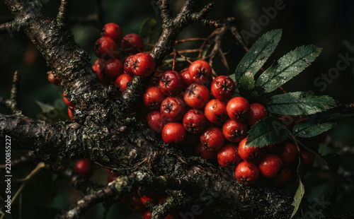 Moody rowan tree branch with vibrant red berries and dark green leaves in autumn forest, representing nature beauty, seasonal harvest, and wild botany photography