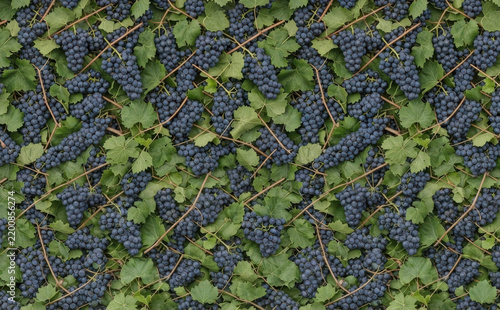 Repeating Pattern with Ripe Blue Grapes and Green Leaves for Food Packaging and Wine Label Background Design