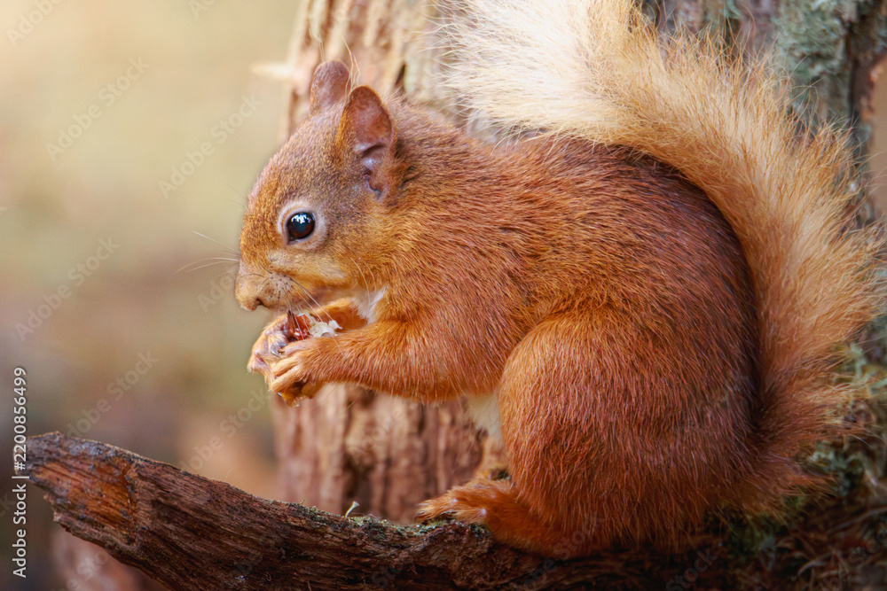 Fototapeta premium Red squirrels foraging and feeding in their natural woodland habitats at Pow Hill Country Park, County Durham, photographed July 2026