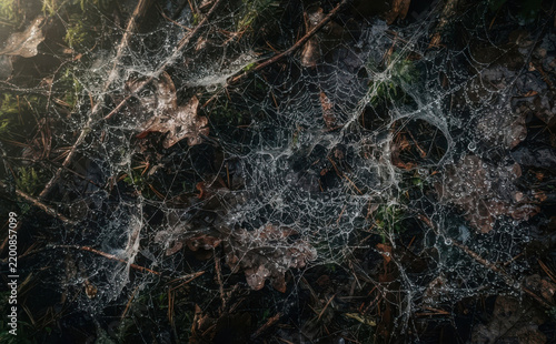Dew Covered Spider Web On Forest Floor With Fallen Leaves And Twigs, Macro Nature Photography Concept For Autumn Background And Mysterious Atmosphere