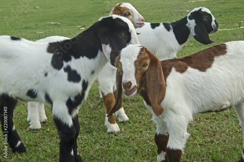 The cuteness of a baby goat in a green meadow