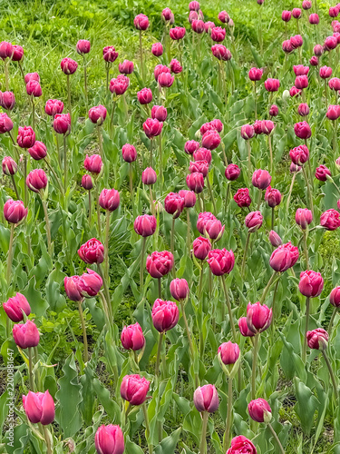 Pink tulips blooming in a dense spring garden bed with fresh green leaves