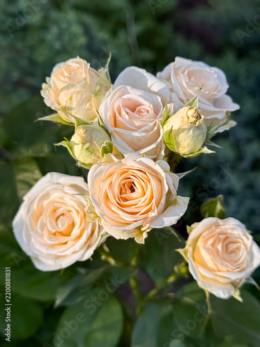 Cream peach rose cluster blooming on green stems in a soft summer garden