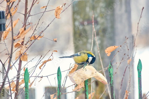 Cuadro en lienzo A great tit (Parus major) pecking at suet at an outdoor feeder against the backdrop of a fence in winter