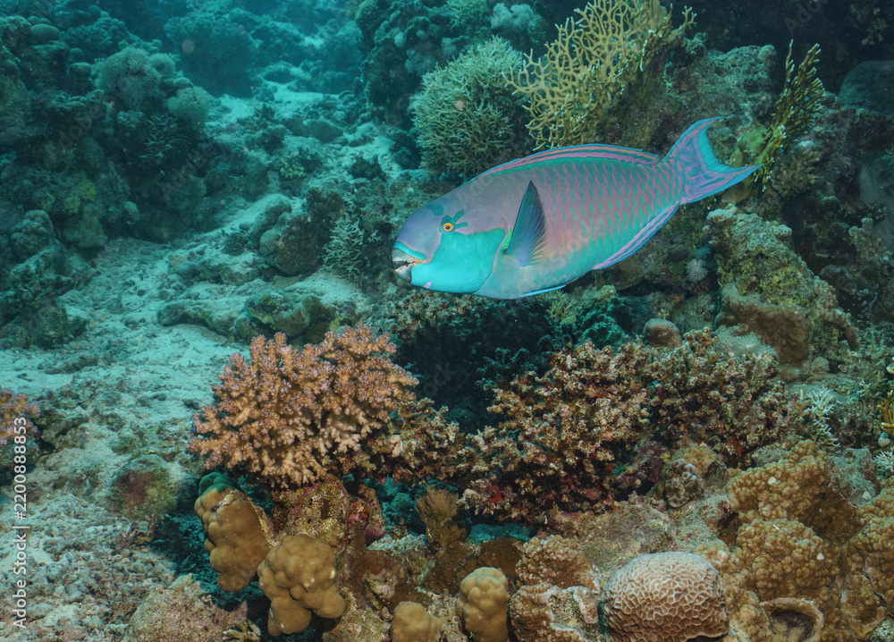 Fototapeta premium Large Snapper Fish over Coral Reef in the Red Sea, Egypt