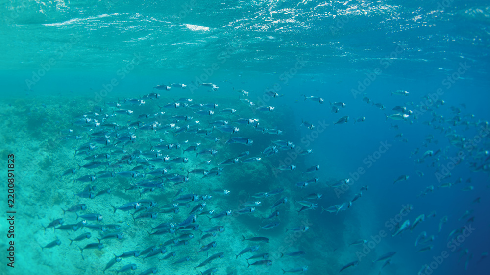 Obraz premium School of mackerel (Rastrelliger kanagurta) swimming above a coral reef in Indonesia. Tropical marine wildlife, underwater biodiversity, snorkeling, healthy ocean ecosystem and travel.