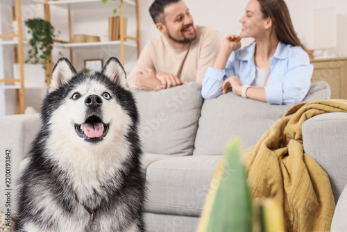 Pet ownership and companionship, happy husky dog with owners relaxing on sofa...