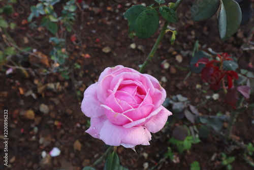 Pink Roses are erect, climbing, or trailing shrubs, the stems of which are usually copiously armed with prickles.
