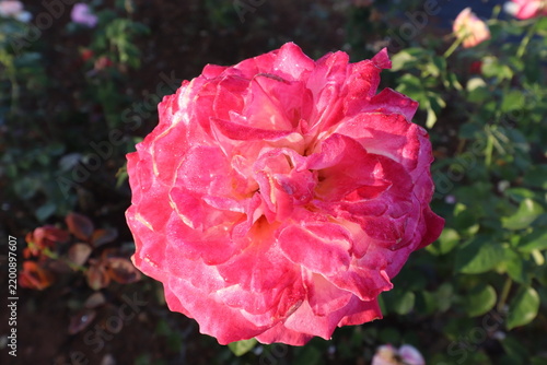 Pink Roses are erect, climbing, or trailing shrubs, the stems of which are usually copiously armed with prickles.