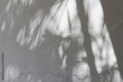 Shadow of leaves beside the wall