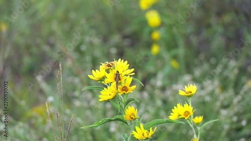Monarch butterfly feeding on native yellow Maximilian sunflowers during annual fall migration through Kansas prairie in Midwestern United States