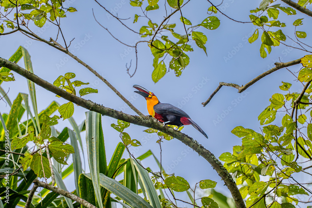 Obraz premium Toco Toucan Reaching Upwards in a Green Canopy