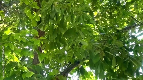 新緑のイメージ背景素材