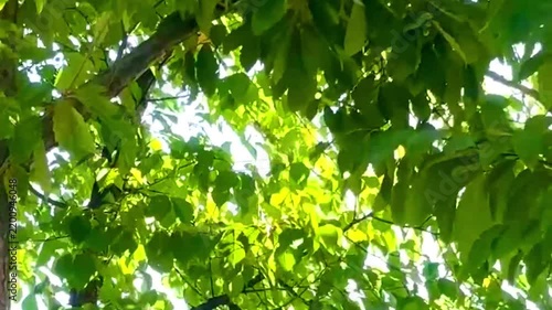 新緑のイメージ背景素材