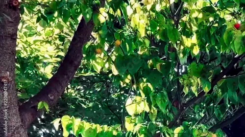 新緑のイメージ背景素材