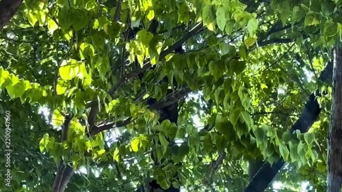 新緑のイメージ背景素材