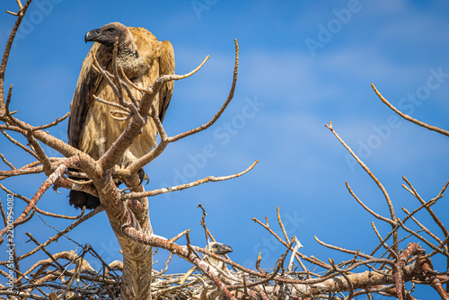 Foto Female White-backed Vulture (Gyps africanus) with baby in nest, Makgadikgadi Pan