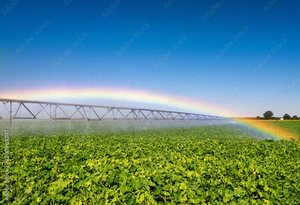 Obraz premium Wide sprinkler irrigation system with rainbow mist over green crops in field