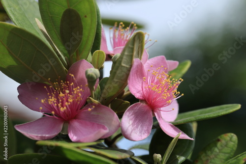 Close up of a delicate pink Rose Myrtle flower (Rhodomyrtus tomentosa) blooming with bright yellow stamens and green leaves in a sunny garden background.