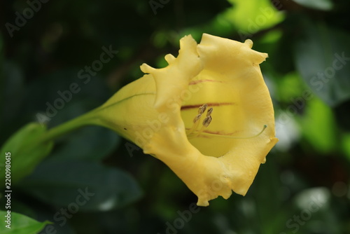 Close-up of a beautiful yellow Chalice Vine flower (Solandra grandiflora) with distinct brown stripes and prominent stamens.