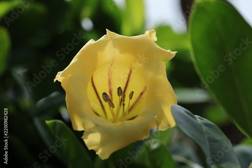 Close-up of a beautiful yellow Chalice Vine flower (Solandra grandiflora) with distinct brown stripes and prominent stamens.