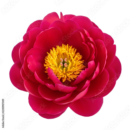 Beautiful single red peony flower isolated on white background
