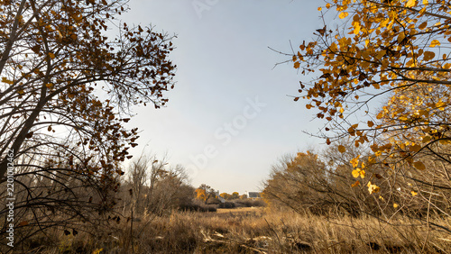 Autumn landscape with bare trees and dry grasses under a bright sky