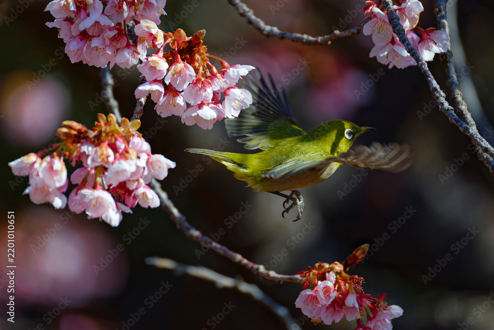 Fototapeta premium メジロと桜004