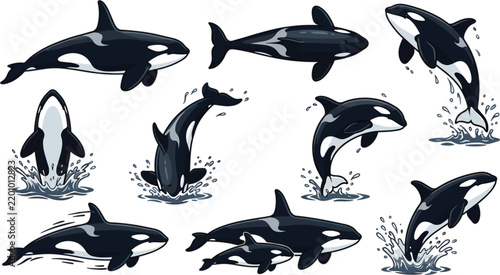 Orca Killer Whale Marine Life Vector Set with Swimming Pod Breeching Calves Water Splashes and Dynamic Ocean Wildlife Illustrations