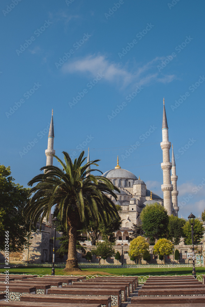 Fototapeta premium Vertical view of the Blue Mosque in Istanbul, Turkey, with elegant domes, tall minarets, palm tree and clear blue sky. Scenic travel, culture and architecture background.