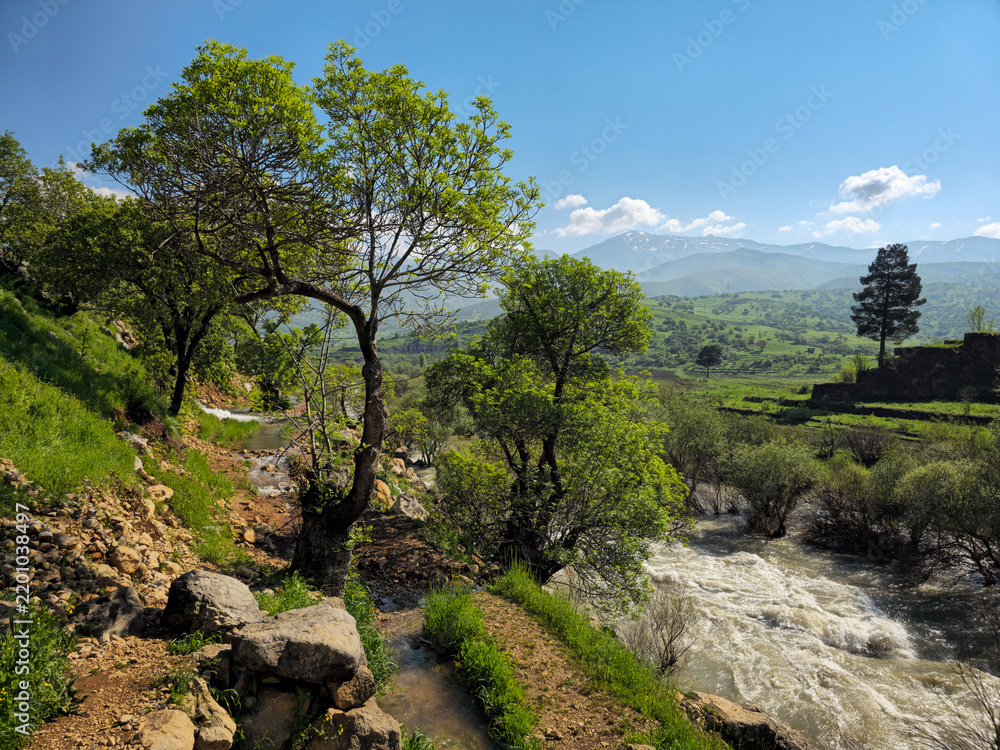 Obraz premium Lush green trees frame a fast-flowing river and a small stream in a sunlit valley, with a lone tree, layered mountains, and white clouds in blue sky. 📍Ghol, Sarvabad, Kurdistan 
