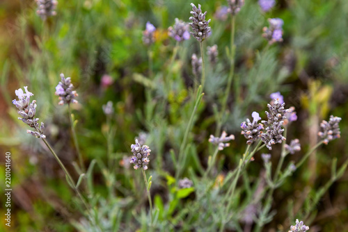Lavenders in a garden