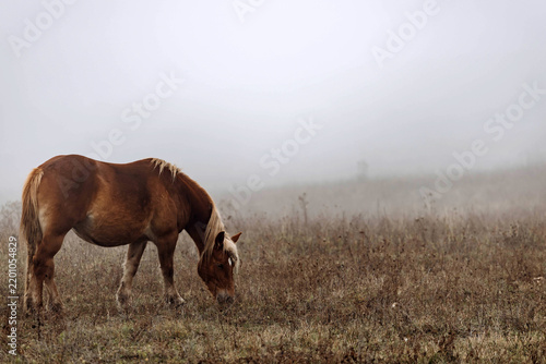 Quadro su tela Icelandic horse in fog