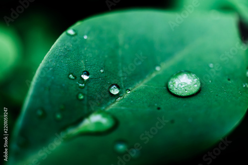 Water droplets on green leaf with teal Color and soft background