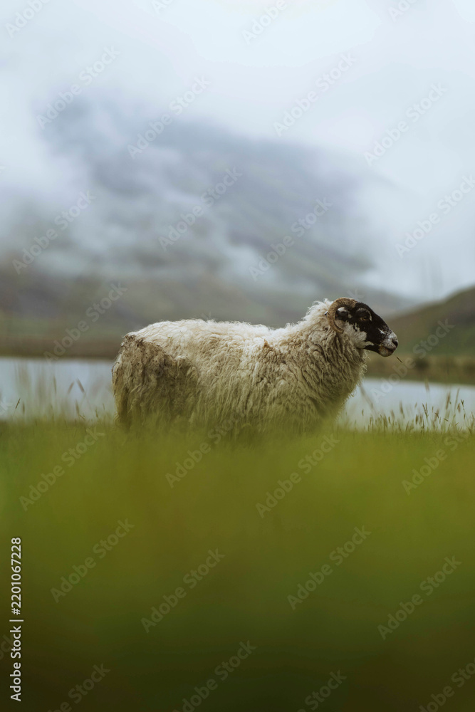 Fototapeta premium Scottish Blackface sheep at Talisker Bay on the Isle of Skye in Scotland