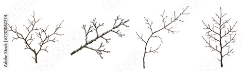 Bare winter tree branches collection displaying natural wood textures with scattered fresh white snow for seasonal garden design and floral arrangements isolated on transparent background