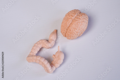 Obraz na plátně Miniature educational models of a human brain and large intestine (colon) arranged together on a clean white background