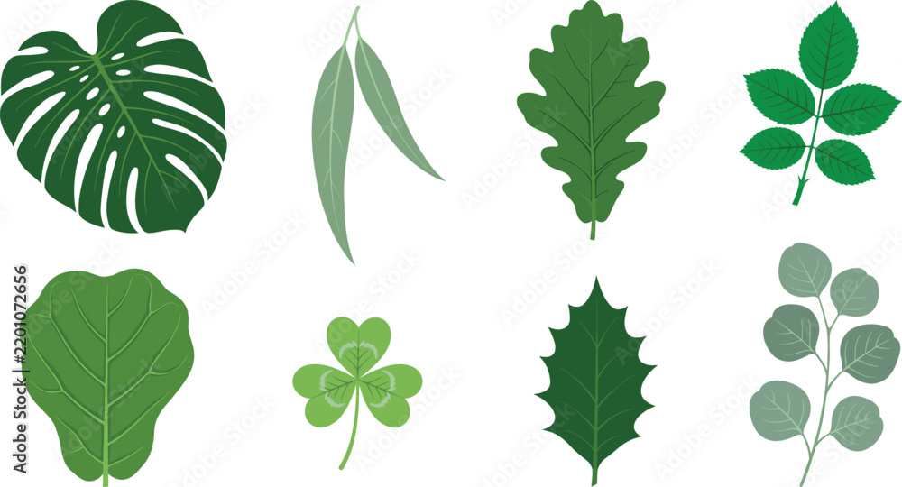 Obraz premium Green Botanical Leaf Vector Collection Featuring Monstera Eucalyptus Oak Clover and Holly Foliage Elements for Eco Friendly Nature Branding Graphic Designs