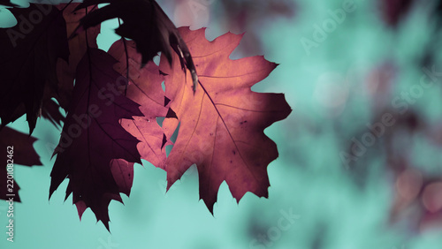 Golden autumn leaves backlit against a clear blue sky with tree silhouettes i...