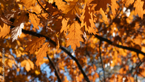 Backlit golden oak leaves hang over blurred tree trunks and a clear blue autumn sky.