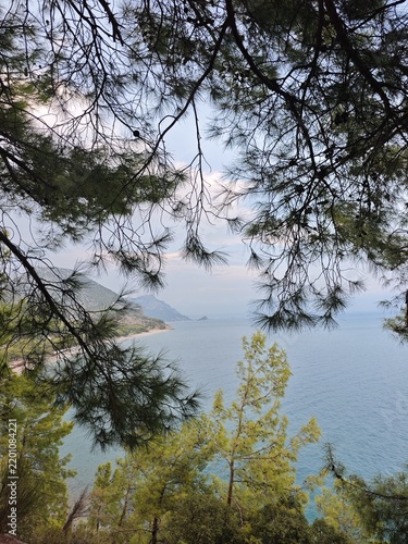 Coastal view with pine trees and sea under sky