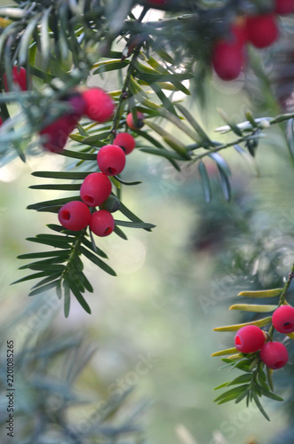Foto Taxus baccata or common yew or European yew tree branch with red berries and evergreen leaves
