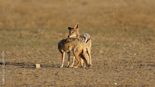 A pair of black-backed jackals (Canis mesomelas) Interacting, Kalahari desert, South Africa