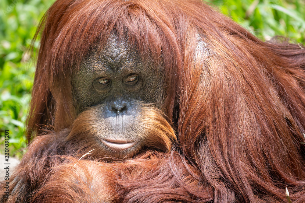 Obraz premium Close-up portrait of a Sumatran orangutan (Pongo abelii) looking directly at the camera with long reddish-brown fur.