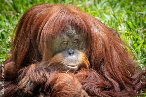 фотографія Close-up portrait of a Sumatran orangutan (Pongo abelii) looking directly at the camera with long reddish-brown fur