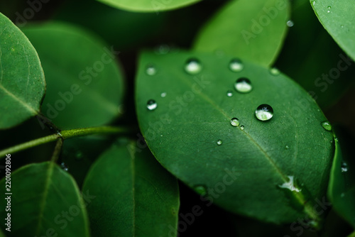 Water droplets on green Leaf with soft blurred foliage background