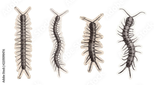 centipede , newspaper collage cutout set PNG