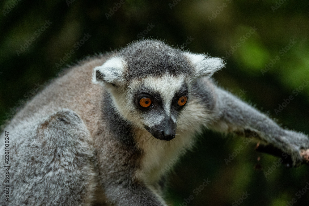 Fototapeta premium ring tailed lemur
