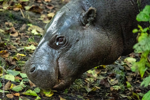 Fotografía hippopotamus in the zoo