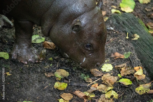 Photography hippopotamus in the zoo